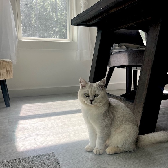 Adorable Gray and White Cat - Picture 1 of 1